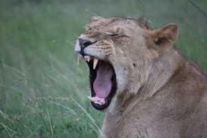 Watamu eller Malindi: Tsavo East nasjonalpark – heldagssafari