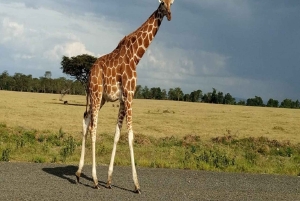 Watamu eller Malindi: Tsavo East nasjonalpark – heldagssafari