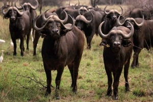 Watamu eller Malindi: Tsavo East nasjonalpark – heldagssafari