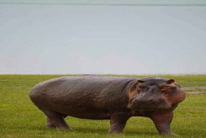 Watamu eller Malindi: Tsavo East nasjonalpark – heldagssafari