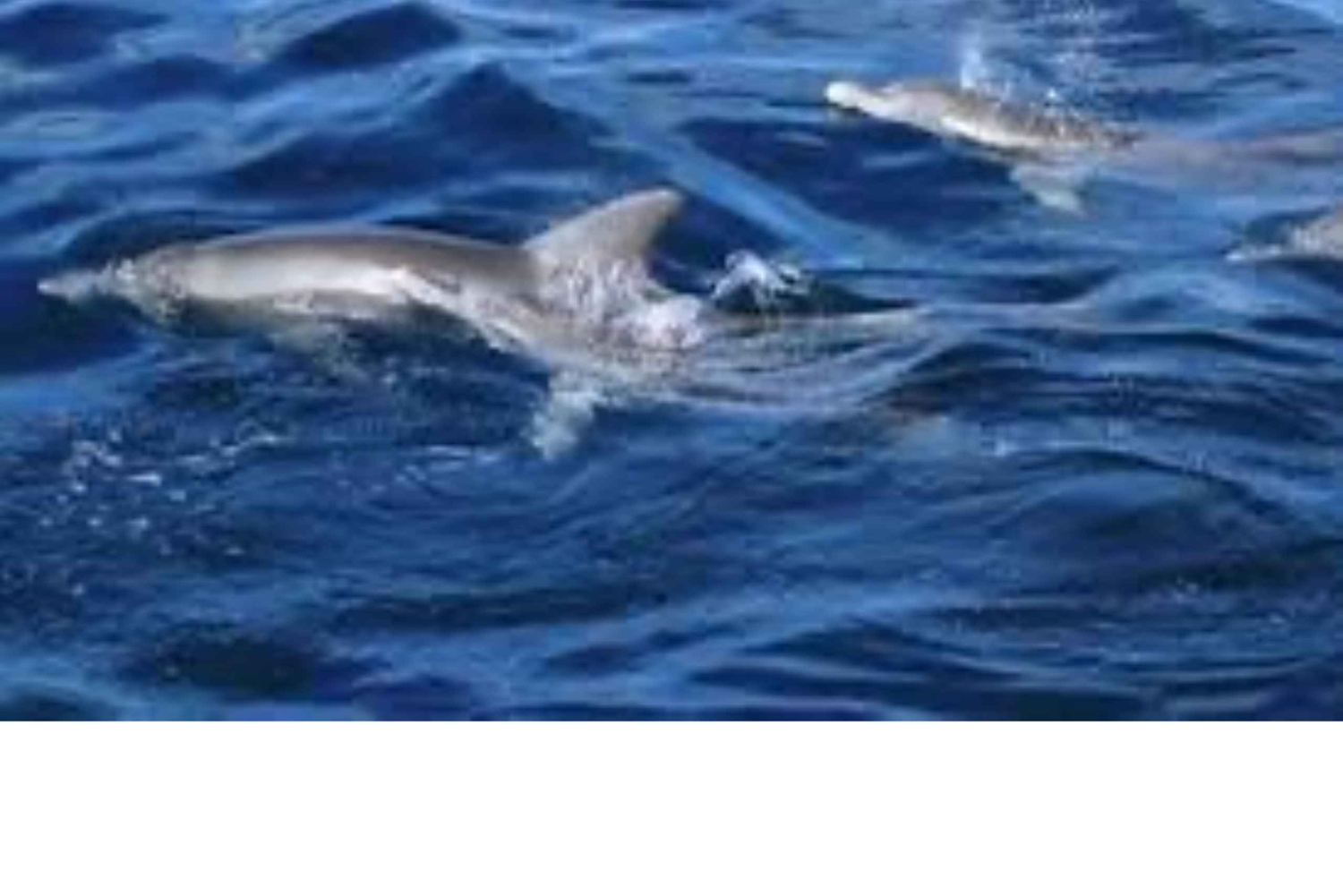 WATAMU, plongée en apnée/observation des dauphins, fruits de mer, croisière sur la crique de Mida