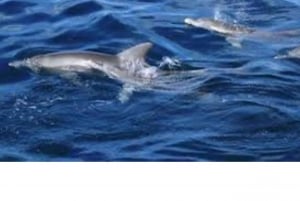 WATAMU,Snorkeling/dolphin spotting,seafood,mida creek cruise