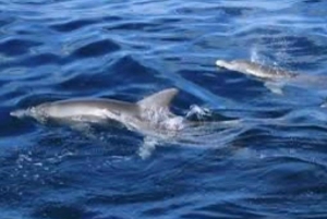 WATAMU, plongée en apnée/observation des dauphins, fruits de mer, croisière sur la crique de Mida