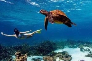 WATAMU, plongée en apnée/observation des dauphins, fruits de mer, croisière sur la crique de Mida