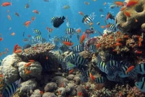 WATAMU, plongée en apnée/observation des dauphins, fruits de mer, croisière sur la crique de Mida