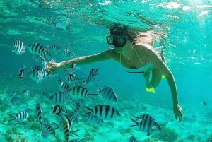WATAMU, plongée en apnée/observation des dauphins, fruits de mer, croisière sur la crique de Mida