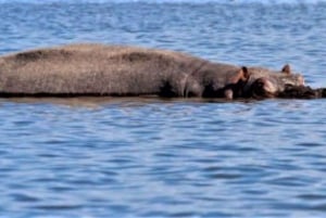 Wilde ontmoetingen: Avontuur in het Nationale Park Hell's Gate