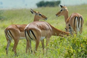 Wilde ontmoetingen: Avontuur in het Nationale Park Hell's Gate