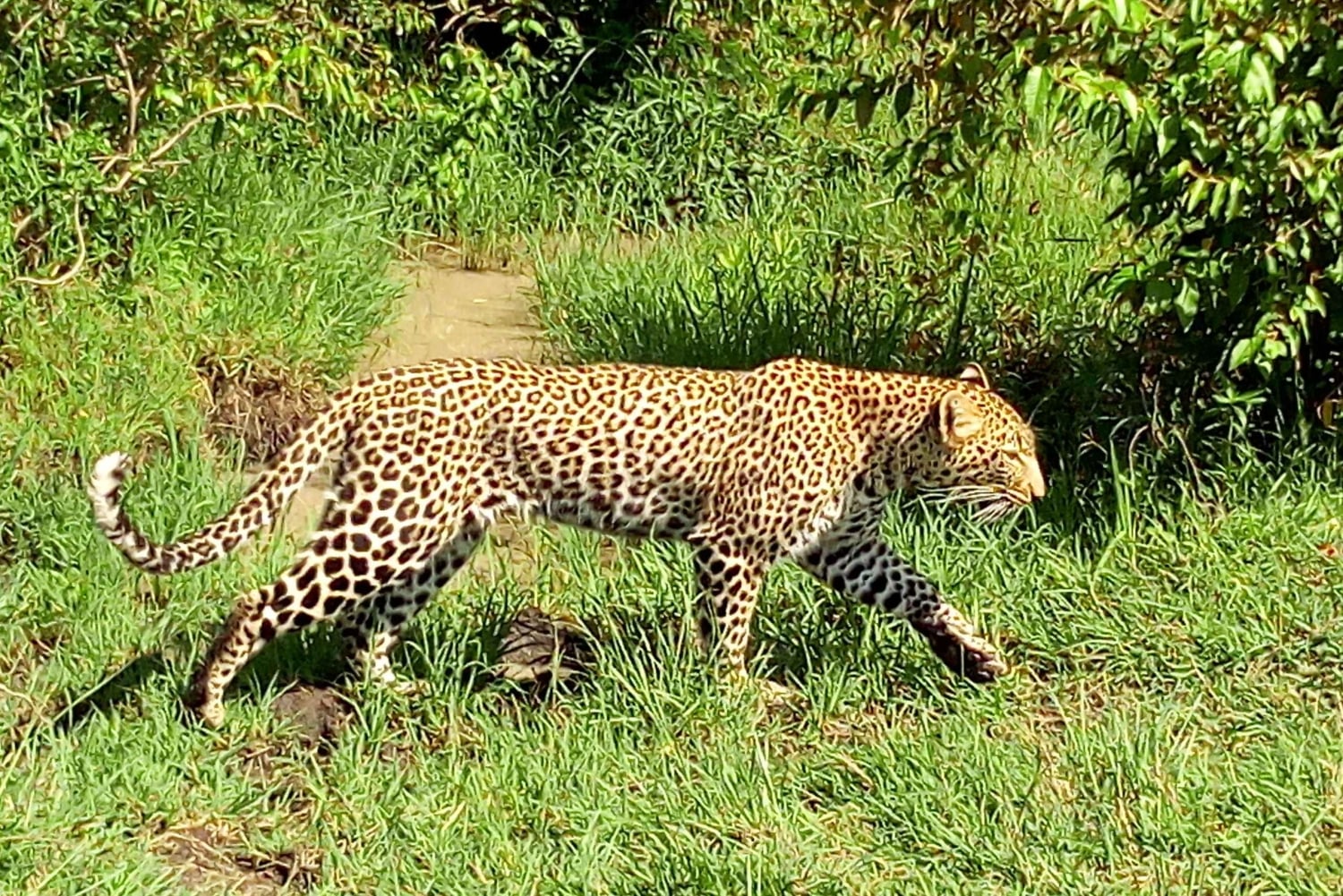 Wild Kenya Safari Explore Amboseli, Tsavo West & East 4 Days