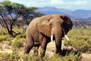 Vilde Kenya Safari Udforsk Amboseli, Tsavo West & East 4 dage