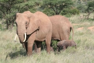 Vilde Kenya Safari Udforsk Amboseli, Tsavo West & East 4 dage