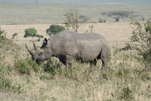 Vilde Kenya Safari Udforsk Amboseli, Tsavo West & East 4 dage