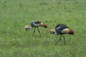 Vilde Kenya Safari Udforsk Amboseli, Tsavo West & East 4 dage