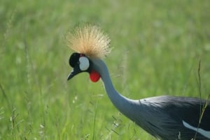 Vilde Kenya Safari Udforsk Amboseli, Tsavo West & East 4 dage