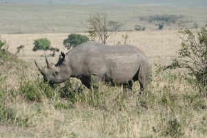 Wild Kenya Safari Explore Amboseli, Tsavo West & East 4 Days