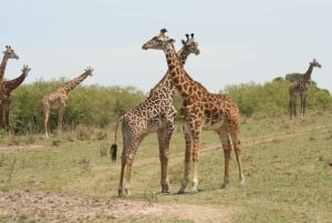 Wild Kenya Safari Explore Amboseli, Tsavo West & East 4 Days