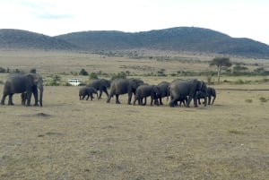 Wild Kenya Safari Explore Amboseli, Tsavo West & East 4 Days