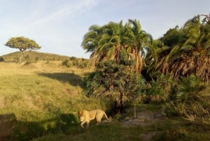 Wild Kenya Safari Explore Amboseli, Tsavo West & East 4 Days