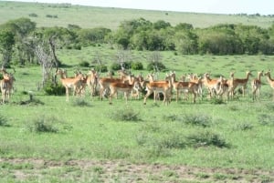 Wild Kenya Safari Explore Amboseli, Tsavo West & East 4 Days