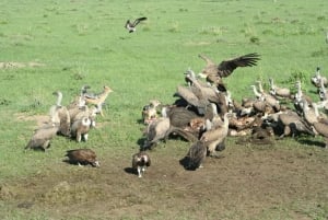 Wild Kenya Safari Explore Amboseli, Tsavo West & East 4 Days