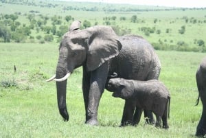 Wild Kenya Safari Explore Amboseli, Tsavo West & East 4 Days