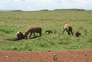 Wild Kenya Safari Explore Amboseli, Tsavo West & East 4 Days