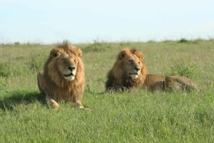 Wild Kenya Safari Explore Amboseli, Tsavo West & East 4 Days