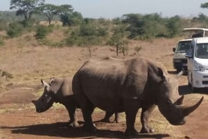 Wild Kenya Safari Explore Amboseli, Tsavo West & East 4 Days