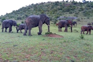 Wild Kenya Safari Explore Amboseli, Tsavo West & East 4 Days