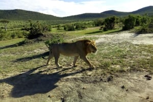 Wild Kenya Safari Explore Amboseli, Tsavo West & East 4 Days