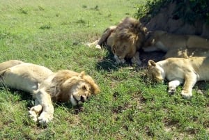 Wild Kenya Safari Explore Amboseli, Tsavo West & East 4 Days