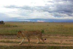 Wild Kenya Safari Explore Amboseli, Tsavo West & East 4 Days