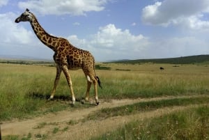 Wild Kenya Safari Explore Amboseli, Tsavo West & East 4 Days