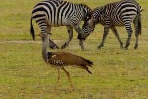 Wild Kenya Safari Explore Amboseli, Tsavo West & East 4 Days