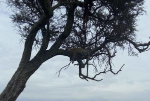 Wild Kenya Safari Explore Amboseli, Tsavo West & East 4 Days