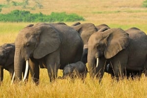 Wild Kenya Safari Explore Amboseli, Tsavo West & East 4 Days