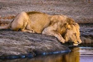 Wild Kenya Safari Explore Amboseli, Tsavo West & East 4 Days
