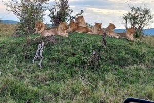 Wildlife Safari: 5-Day Maasai Mara, Lake Nakuru & Naivasha