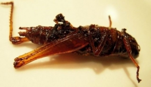 Jing Leed (Crickets)
