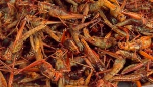 Tak Ga Tan (Grasshoppers)