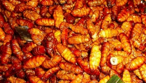 Nhon Mhai Silk Worms)