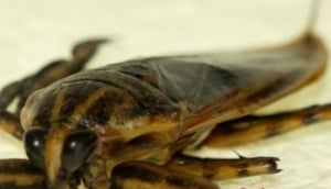 Mang Da Na (Giant Water Bugs)