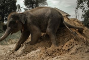 サムイ島：ユニークなイオカル ツアーと象保護区（昼食付き）