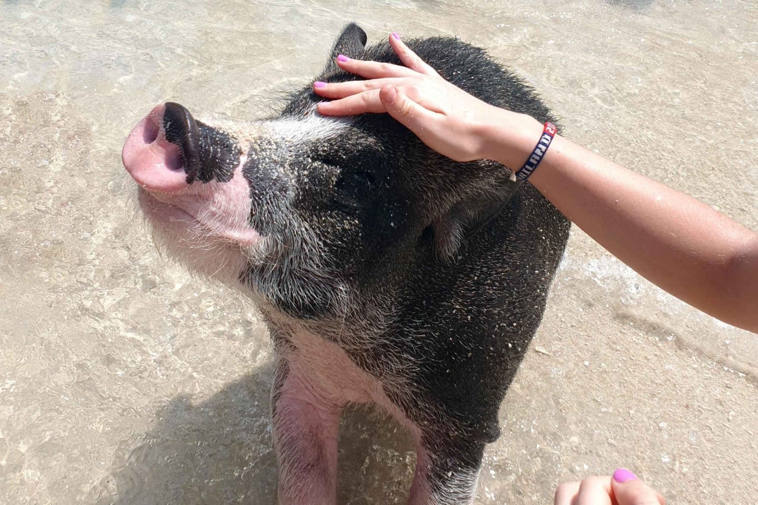 Desde Koh Samui: Salto de Isla con Snorkel y Almuerzo