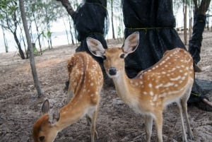 Desde Koh Samui: Salto de Isla con Snorkel y Almuerzo