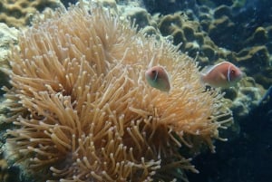 Desde Koh Samui: Salto de Isla con Snorkel y Almuerzo