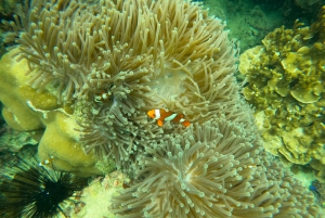 From Koh Samui: Day Tour to Koh Tao & Nang Yuan with Lunch