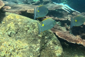 Vanuit Koh Samui: privé speedboot Koh Tao en Nang Yuan