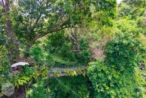 Fra Koh Samui: Tree Bridge Zipline og kaféopplevelse