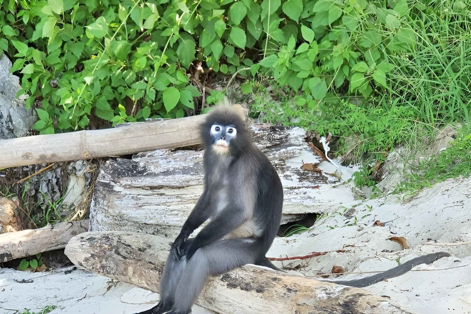 Экскурсия на парусной лодке на целый день в морской парк Ангтонг